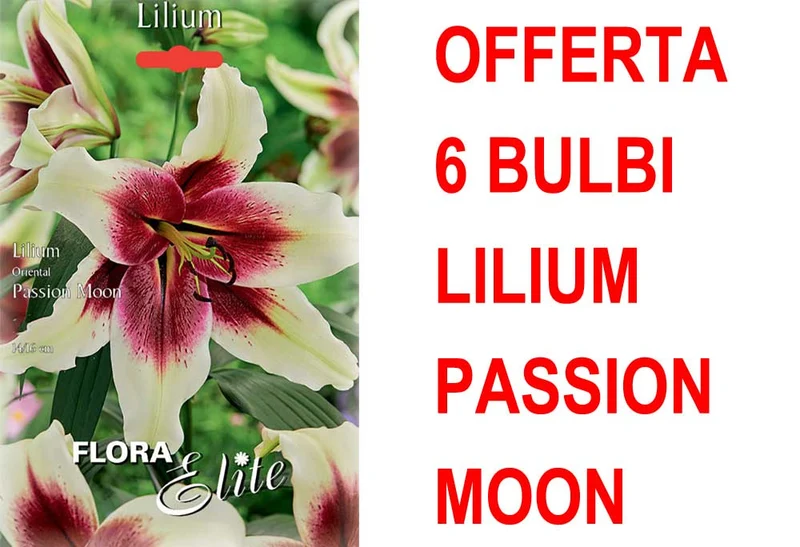 OFFERTA 6 BULBI LILIUM ORIENTAL PASSION MOON