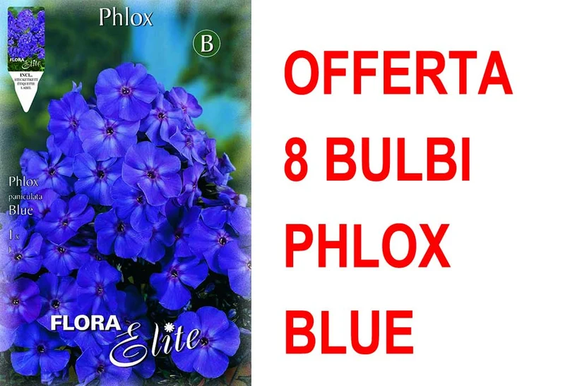 OFFERTA 8 BULBI PHLOX BLUE