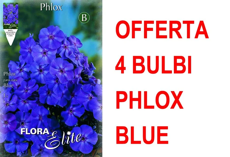 OFFERTA 4 BULBI PHLOX BLUE