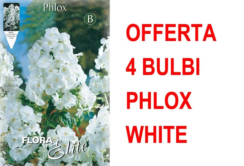 OFFERTA 4 BULBI PHLOX WHITE