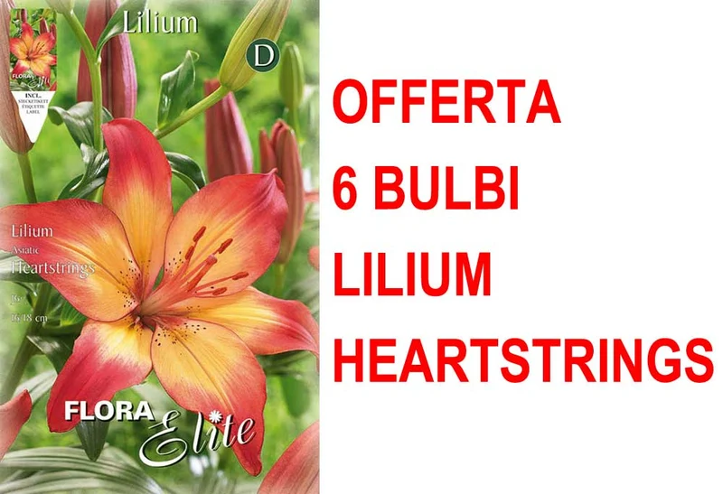 OFFERTA 6 BULBI LILIUM ASIATIC HEARTSTRINGS
