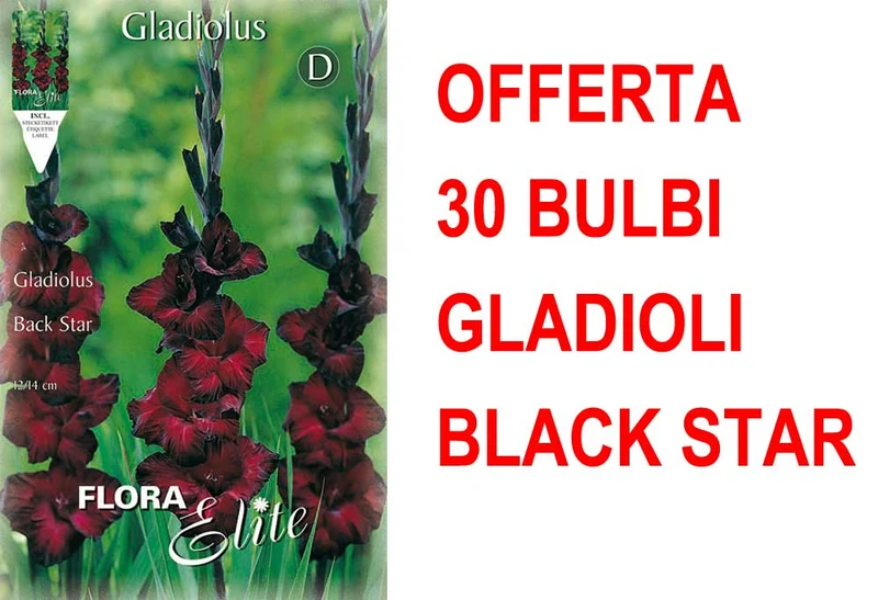 OFFERTA 30 BULBI GLADIOLI A FIORI GRANDI BACK STAR