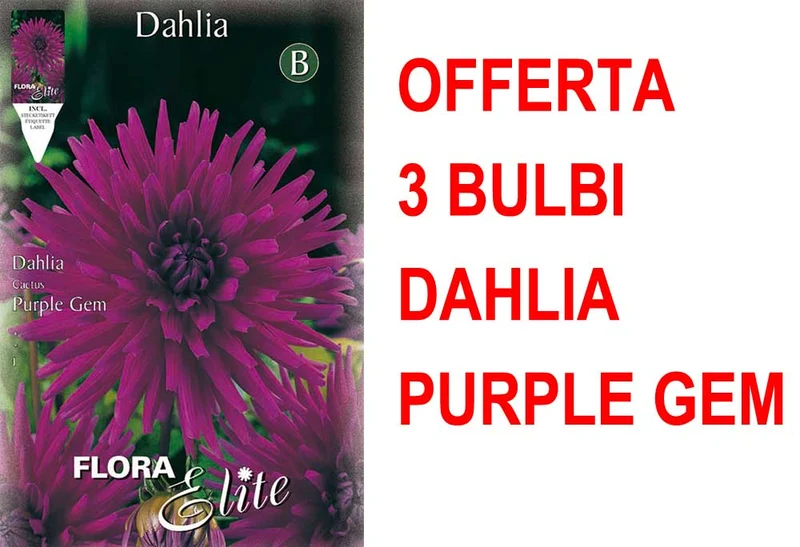 OFFERTA 3 BULBI DAHLIA CACTUS PURPLE GEM