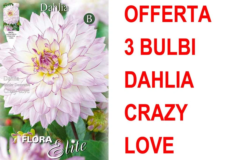 OFFERTA 3 BULBI DAHLIA DA BORDURA CRAZY LOVE