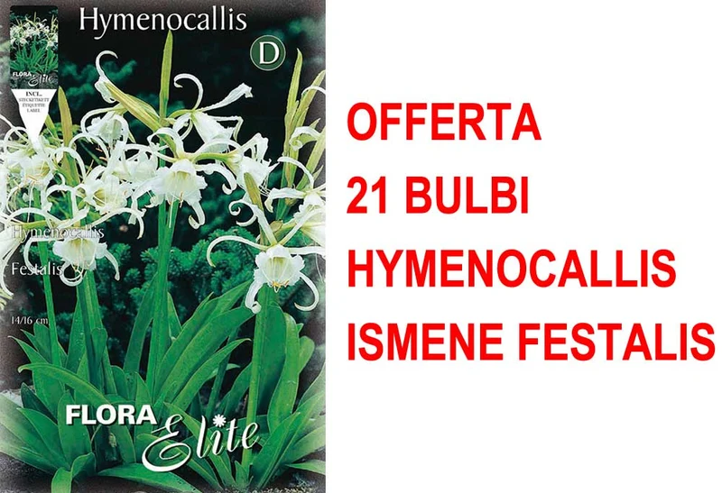 OFFERTA 21 BULBI HYMENOCALLIS ISMENE FESTALIS