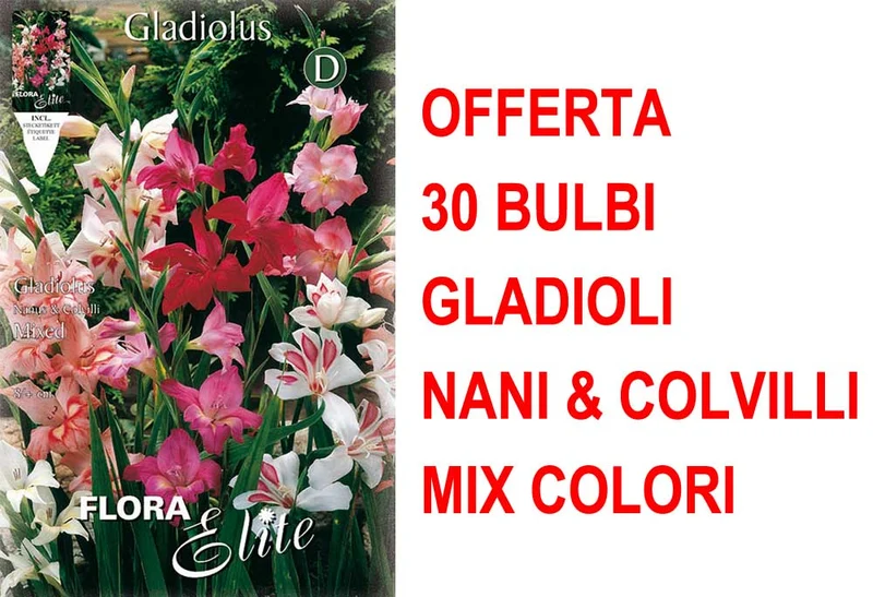 OFFERTA 30 BULBI GLADIOLI NANI & COLVILLI IN MIX DI COLORI