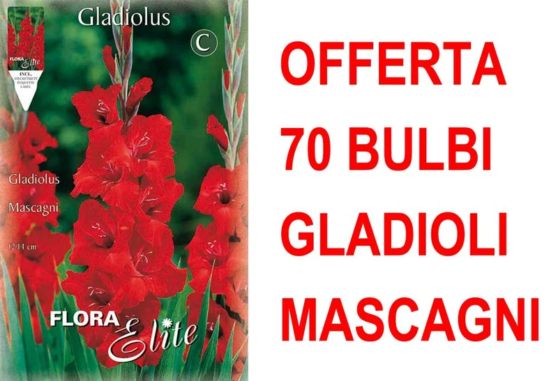 OFFERTA 70 BULBI GLADIOLI A FIORI GRANDI MASCAGNI