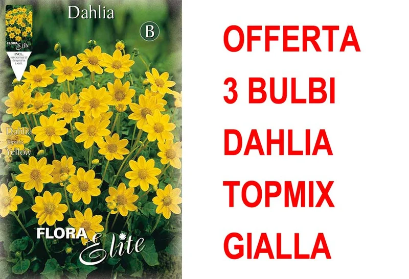 OFFERTA 3 BULBI DAHLIA TOPMIX GIALLA