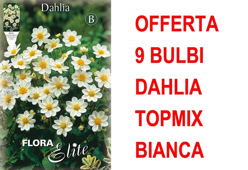 OFFERTA 9 BULBI DAHLIA TOPMIX BIANCA