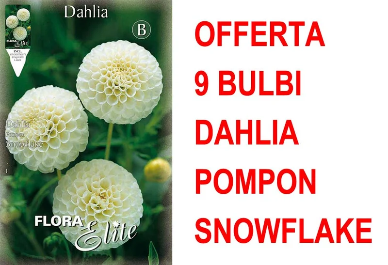 OFFERTA 9 BULBI DAHLIA POMPON SNOWFLAKE