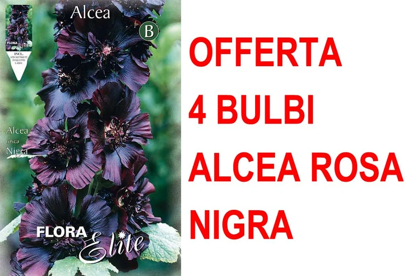 OFFERTA 4 BULBI ALCEA ROSEA NIGRA