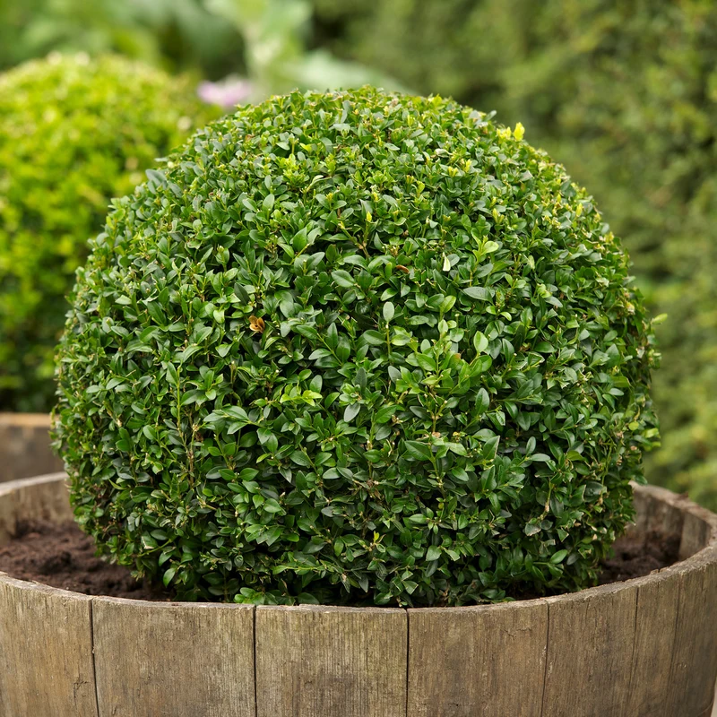 BUXUS BOSSO SEMPERVIRENS SFERICO VASO 26CM