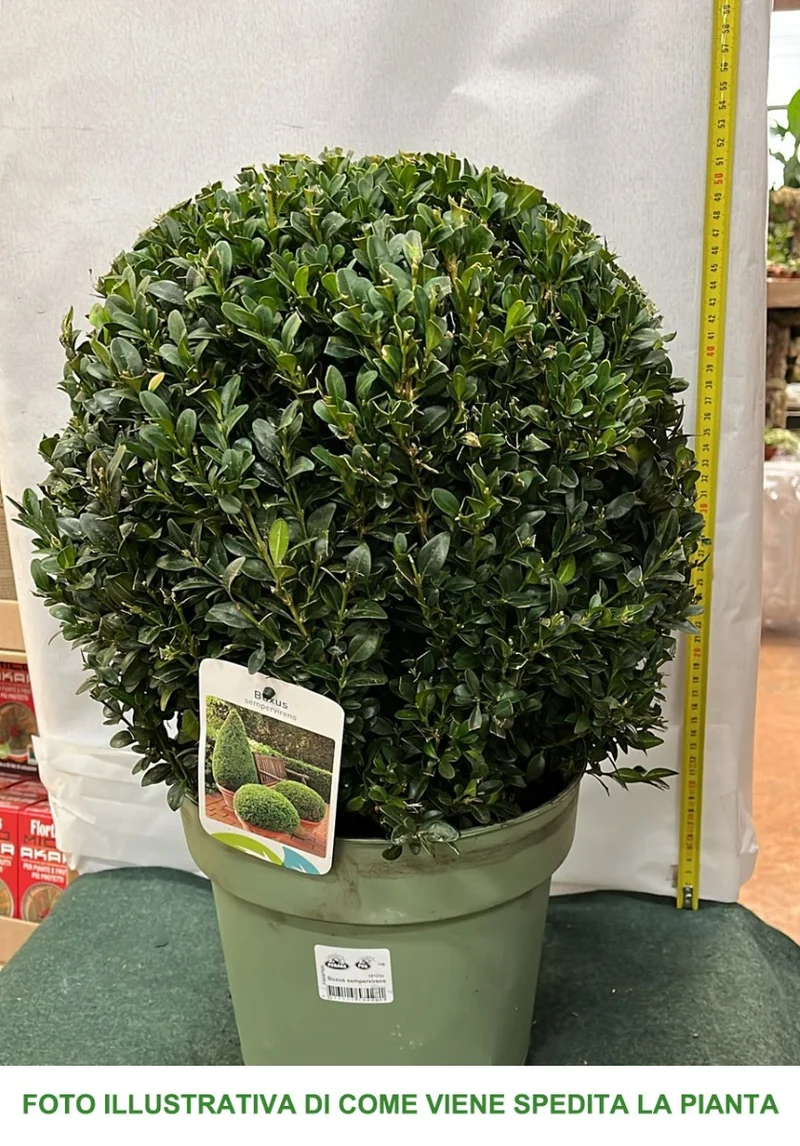 BUXUS BOSSO SEMPERVIRENS SFERICO VASO 26CM