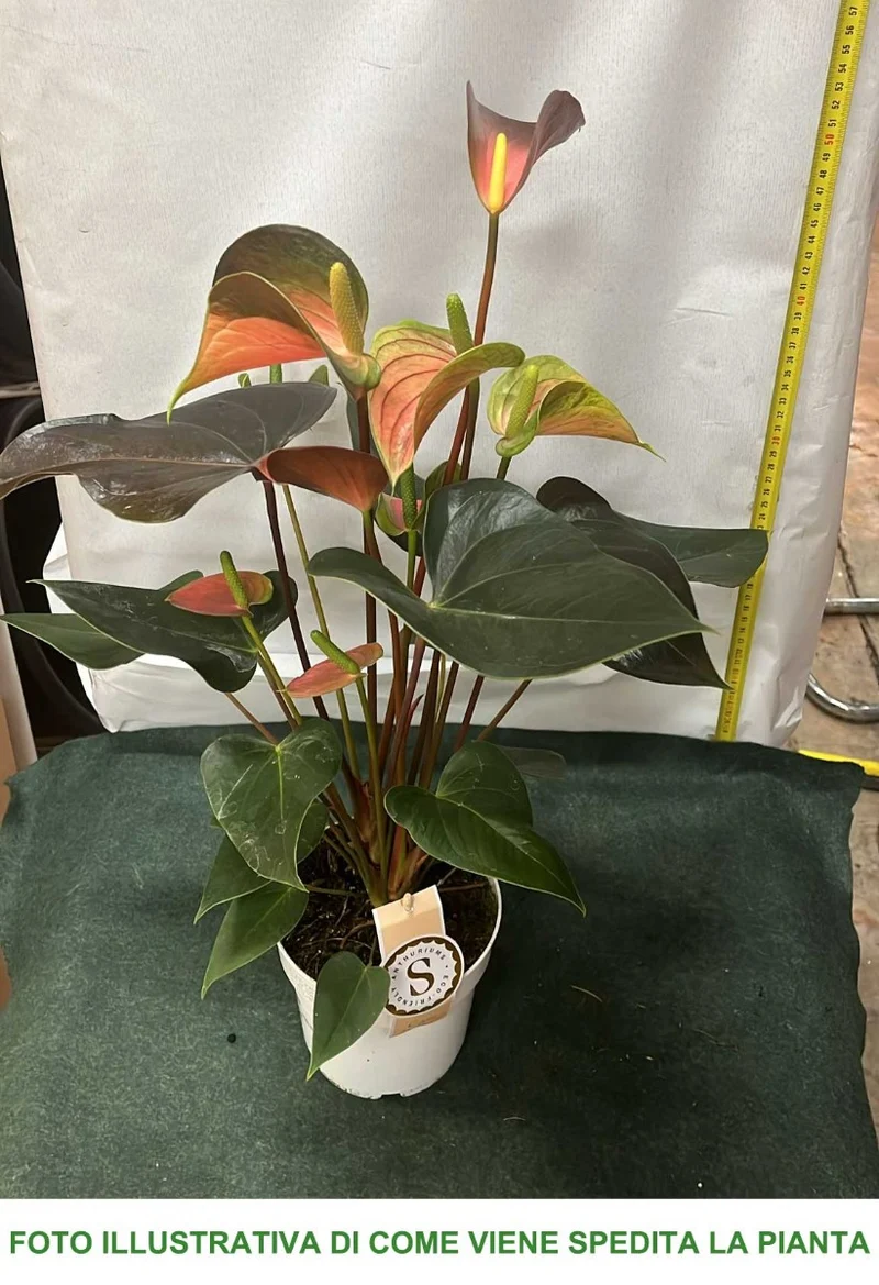 ANTHURIUM RAINBOW IN VASO 14CM