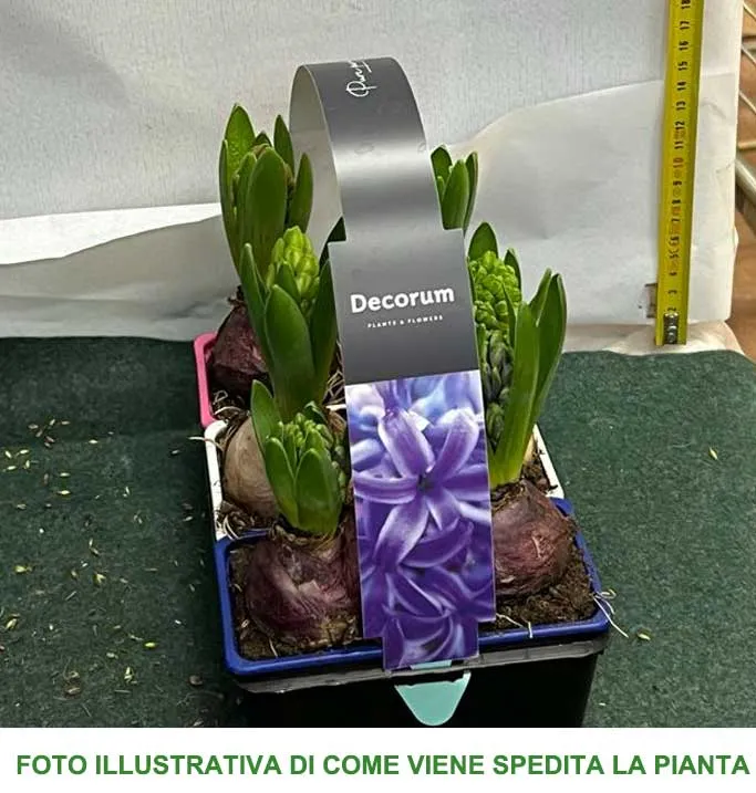 BOX CESTINO CON 9 BULBI DI GIACINTO COLORI ASSORTITI