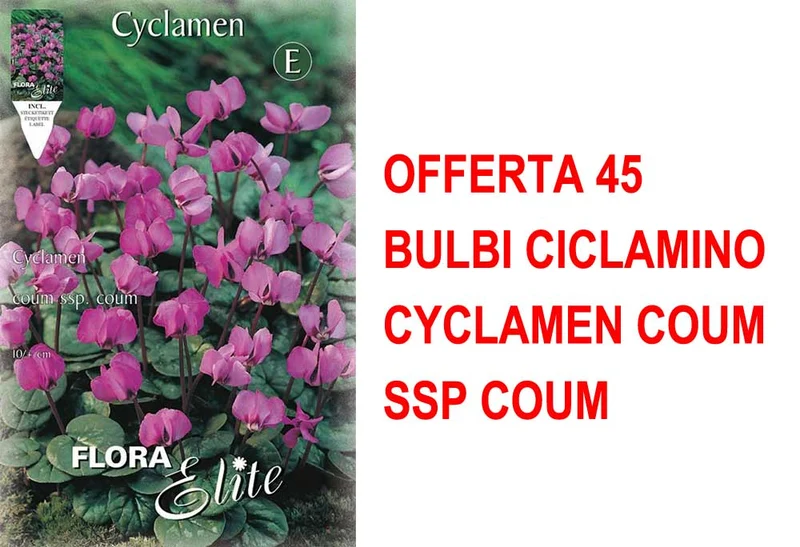 OFFERTA 45 BULBI CICLAMINO CYCLAMEN COUM SSP COUM
