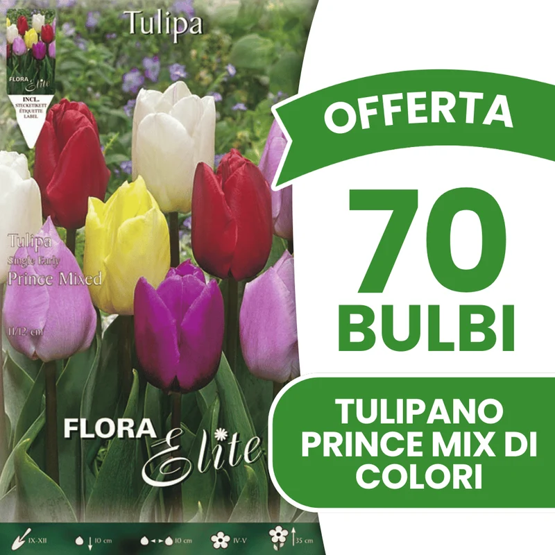 OFFERTA 70 BULBI TULIPANO PRINCE MIX DI COLORI