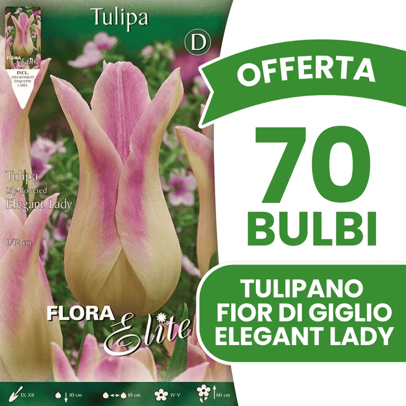 OFFERTA 70 BULBI TULIPANO FIOR DI GIGLIO ELEGANT LADY