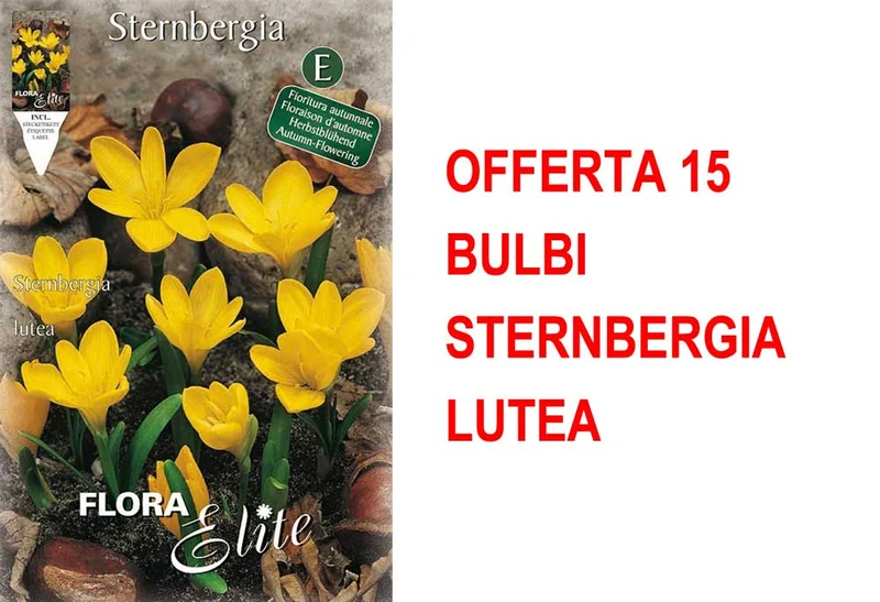 OFFERTA 15 BULBI STERNBERGIA LUTEA