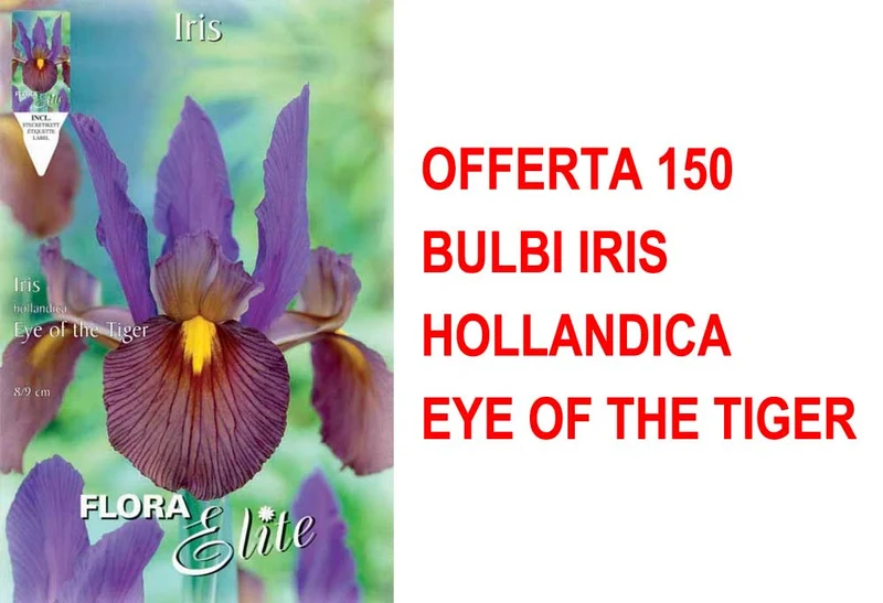 OFFERTA 150 BULBI IRIS HOLLANDICA EYE OF THE TIGER