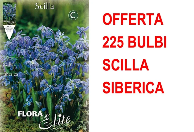 OFFERTA 225 BULBI SCILLA SIBERICA
