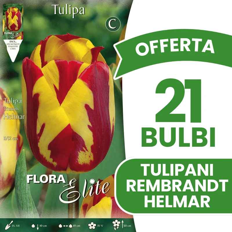 OFFERTA 21 BULBI TULIPANO REMBRANDT HELMAR