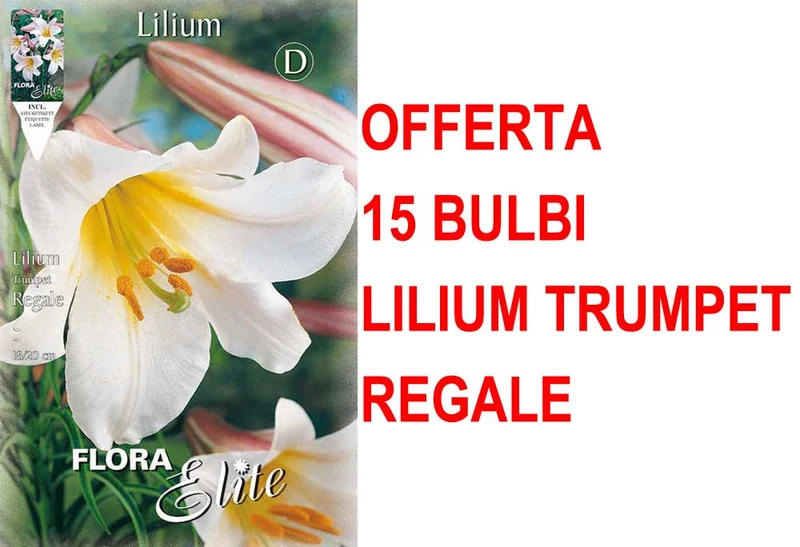 OFFERTA 15 BULBI LILIUM TRUMPET REGALE
