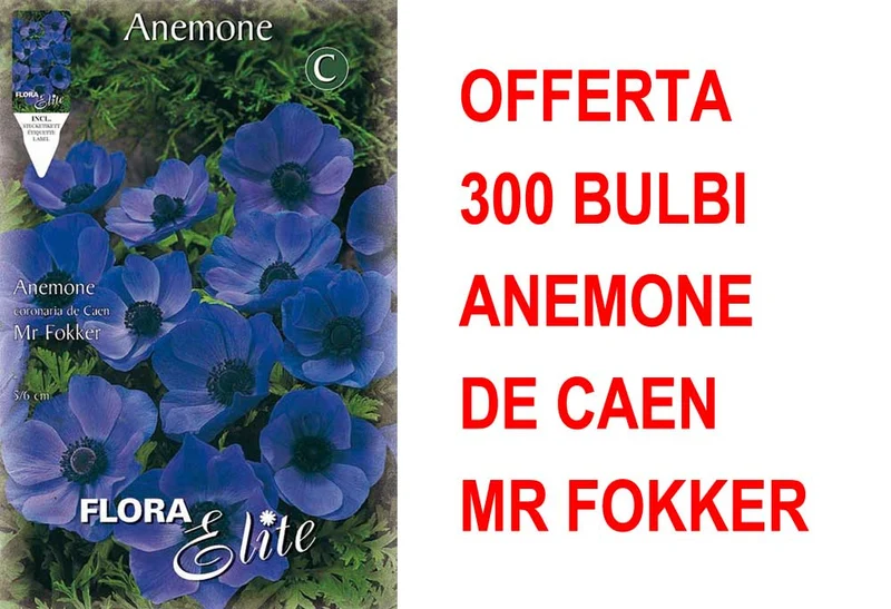OFFERTA 300 BULBI ANEMONE CORONARIA MR. FOKKER