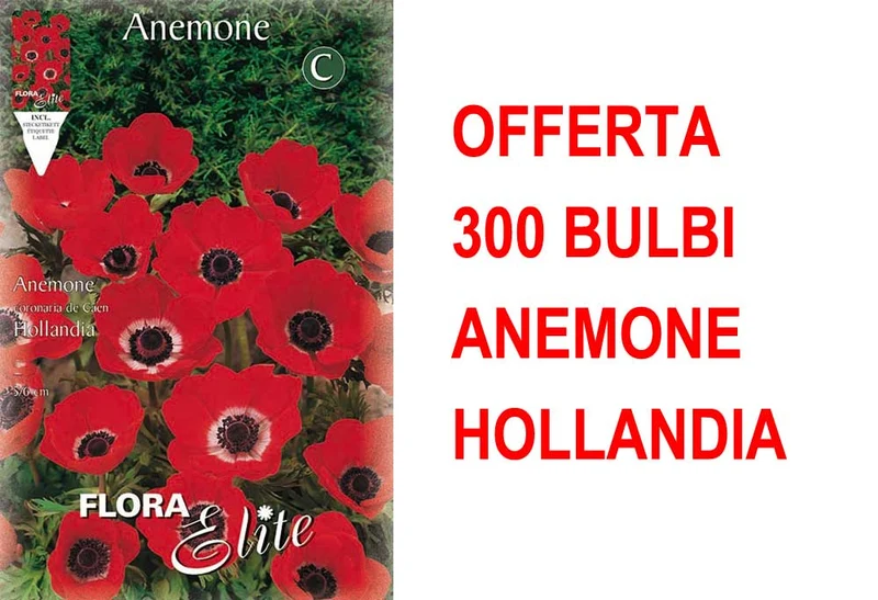 OFFERTA 300 BULBI ANEMONE HOLLANDIA