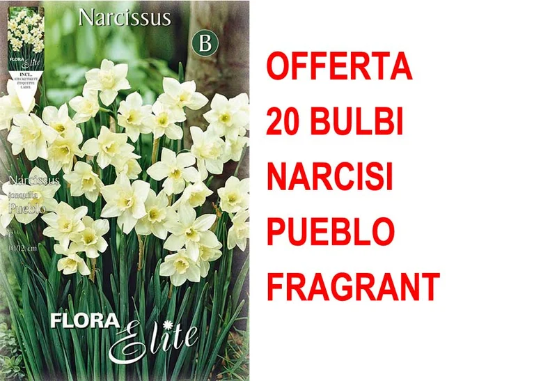 OFFERTA 20 BULBI NARCISO JONQUILLA PUEBLO FRAGRANT