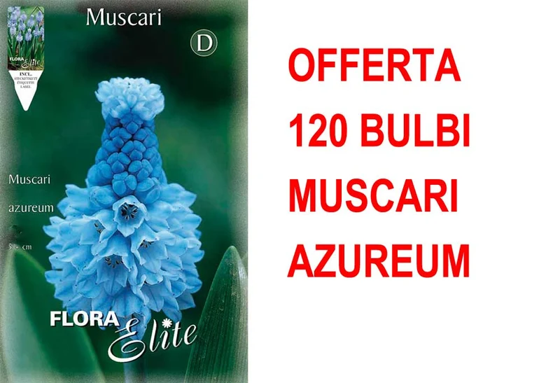 OFFERTA 120 BULBI MUSCARI AZUREUM