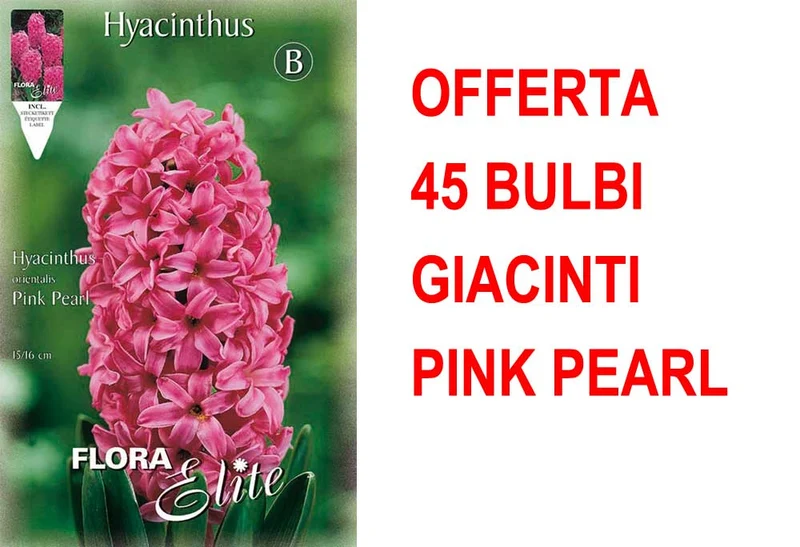 OFFERTA 45 BULBI GIACINTO PINK PEARL