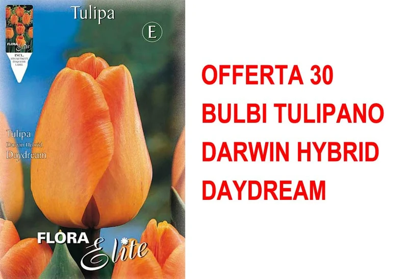 OFFERTA 30 BULBI TULIPANO DARWIN HYBRID DAYDREAM