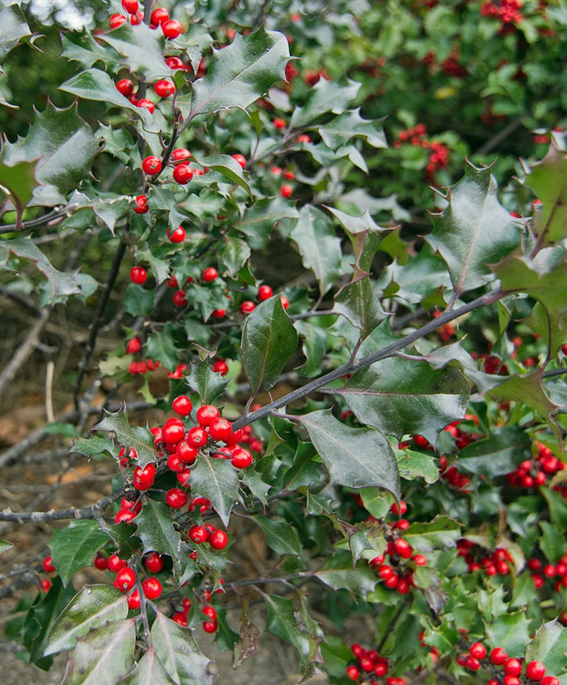 ILEX AGRIFOGLIO MESERVEAE BLUE MAID VASO 28CM