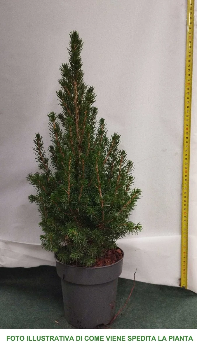PICEA GLAUCA CONICA VASO 16CM