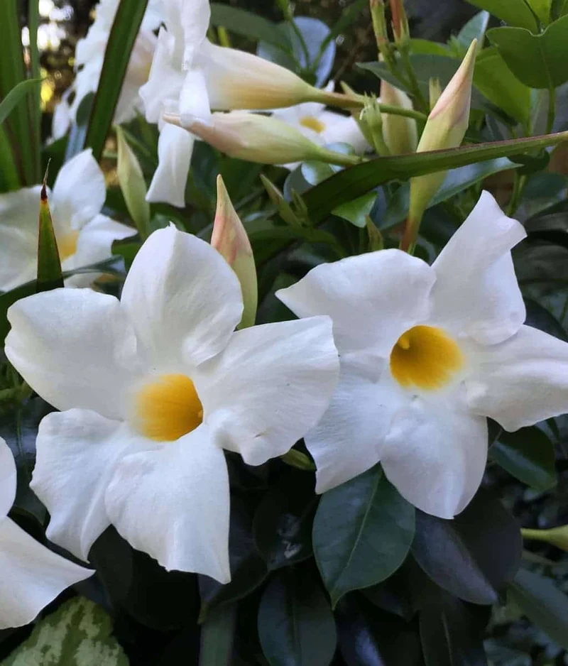 DIPLADENIA 3 CANNE COLORE ASSORTITO VASO 20CM