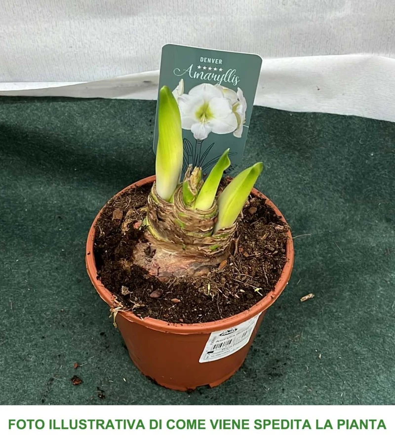 AMARYLLIS DENVER BIANCO VASO 12CM