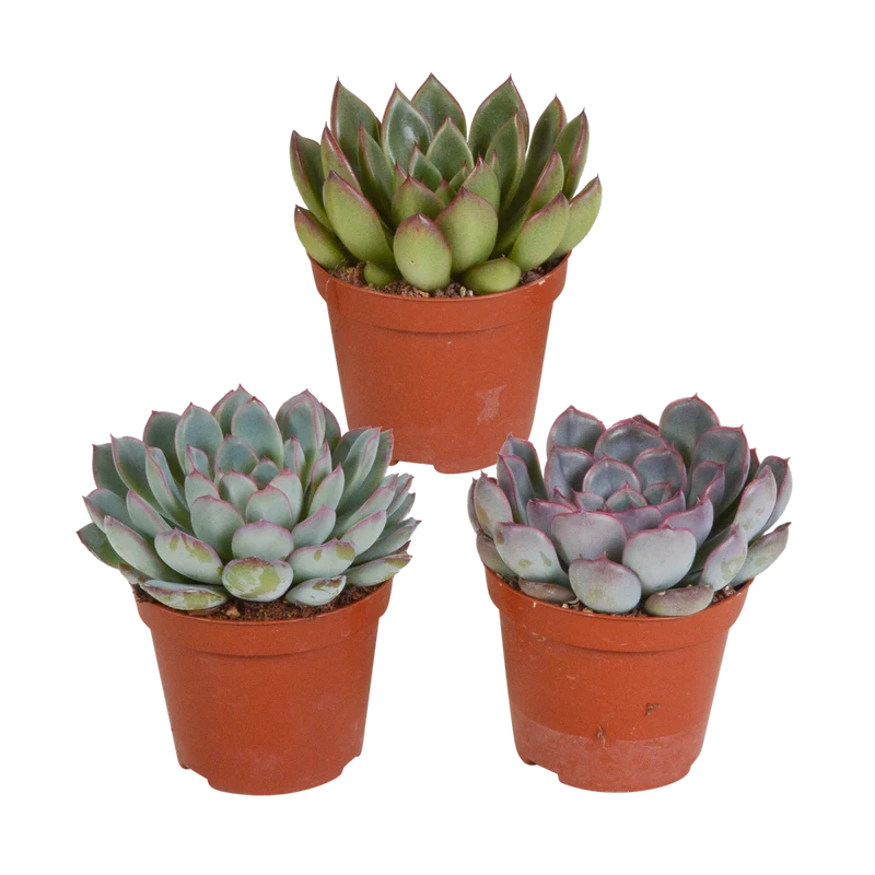ECHEVERIA IN MIX IN VASO 12CM
