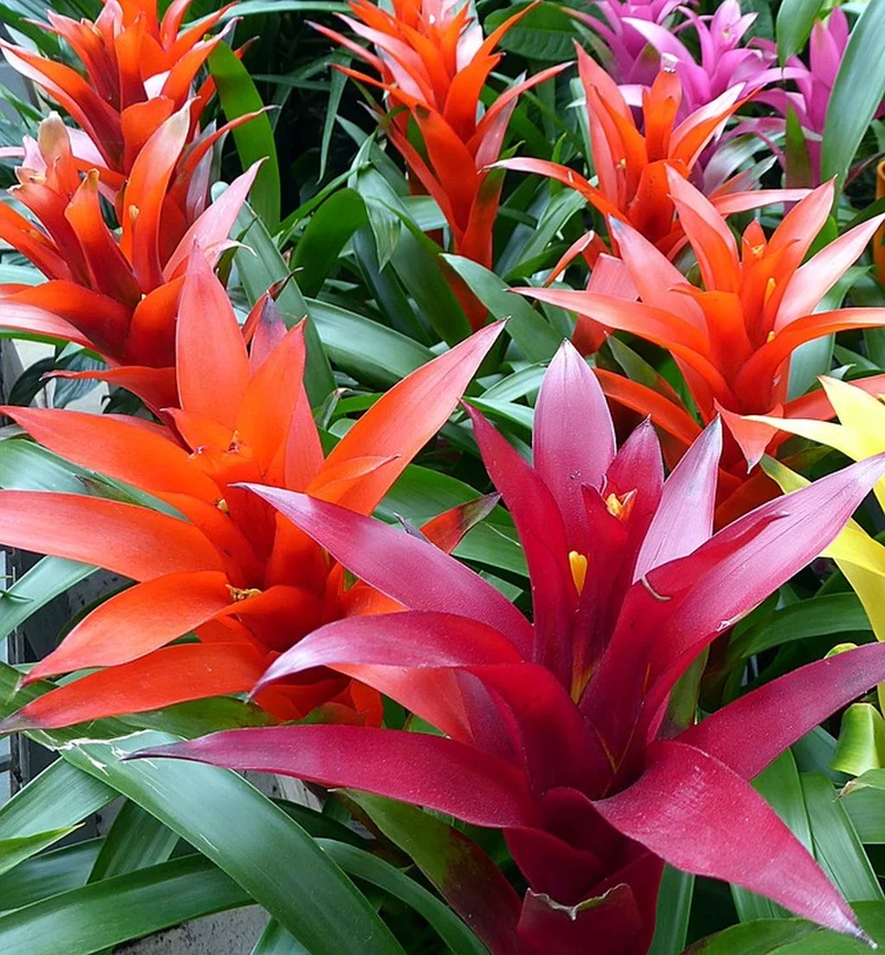 BROMELIA GUZMANIA COLORE ASSORTITO IN VASO 12CM
