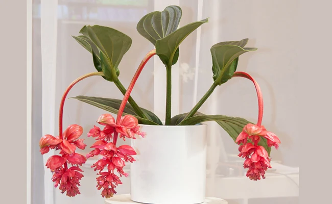 MEDINILLA DOLCE ROSSA VASO 17CM