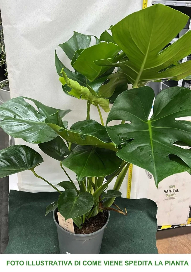 MONSTERA DELICIOSA VASO 21CM