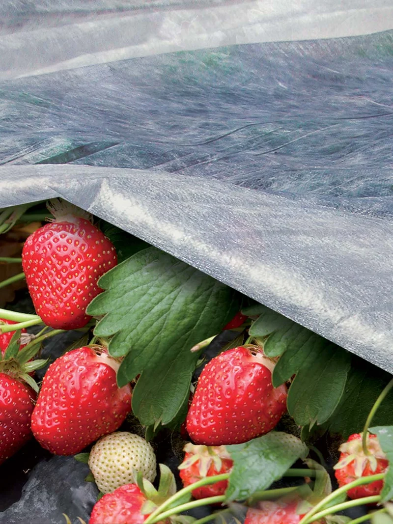 ORTOCLIMA TESSUTO NON TESSUTO PER ORTO E GIARDINO MT 2,40X10 17GR/MQ
