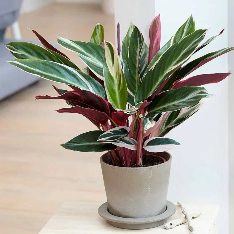 CALATHEA TRIOSTAR IN VASO 14CM
