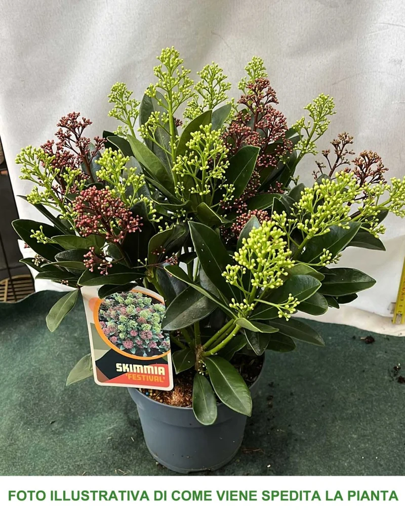 SKIMMIA JAPONICA FESTIVAL VASO 15CM