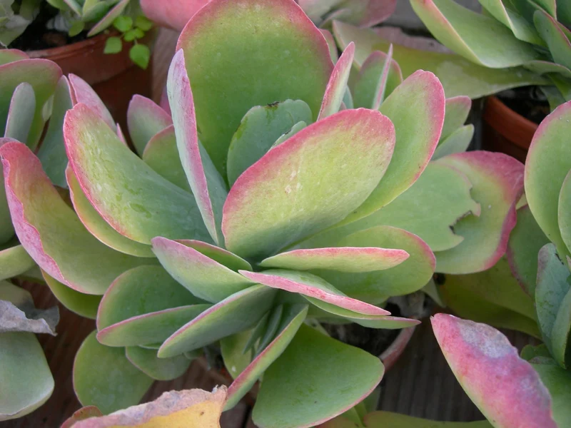 KALANCHOE THYRSIFLORA IN VASO 15CM