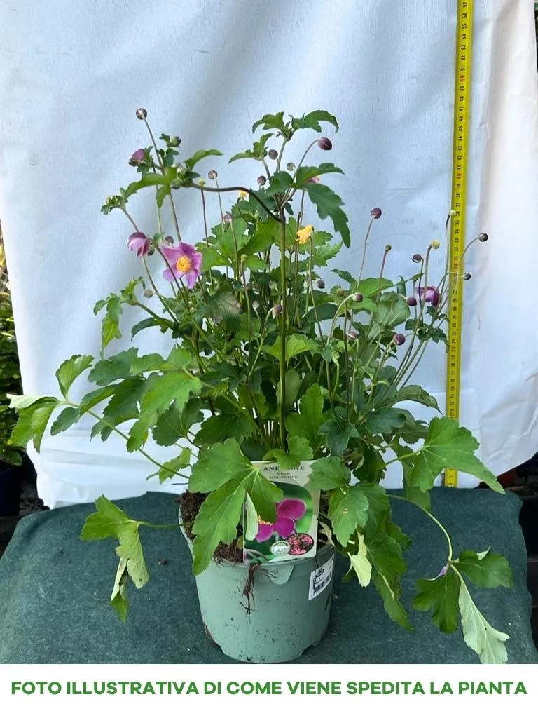ANEMONE HYBRIDA BOWLES PINK IN VASO DA 17