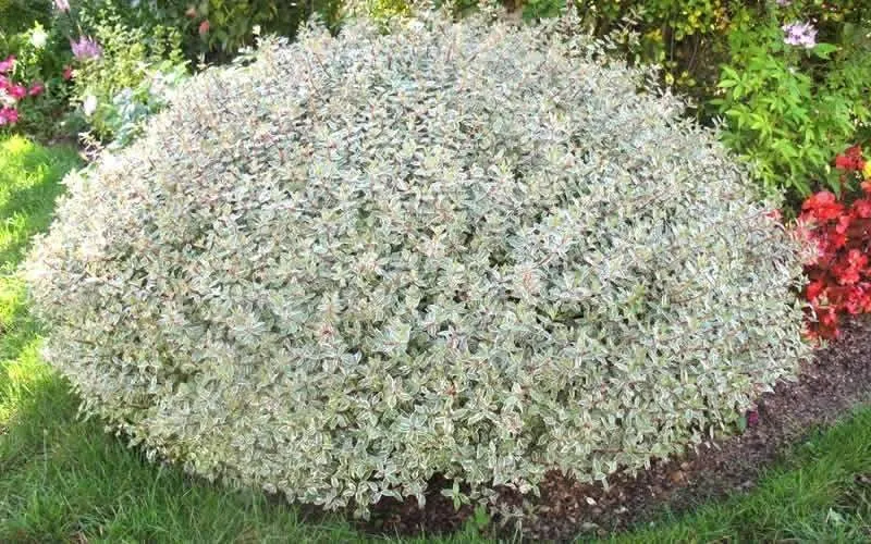 ABELIA GRANDIFLORA CONFETTI VASO 11CM