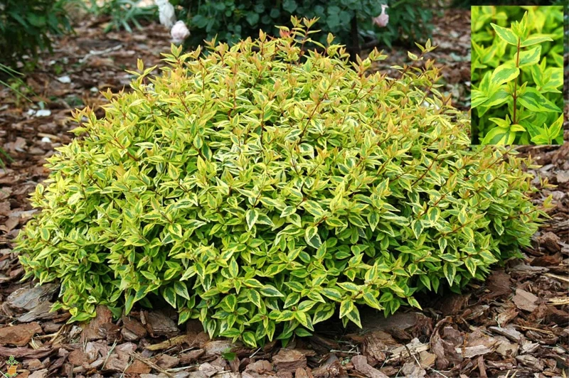 ABELIA GRANDIFLORA KALEIDOSCOPE VASO 11CM