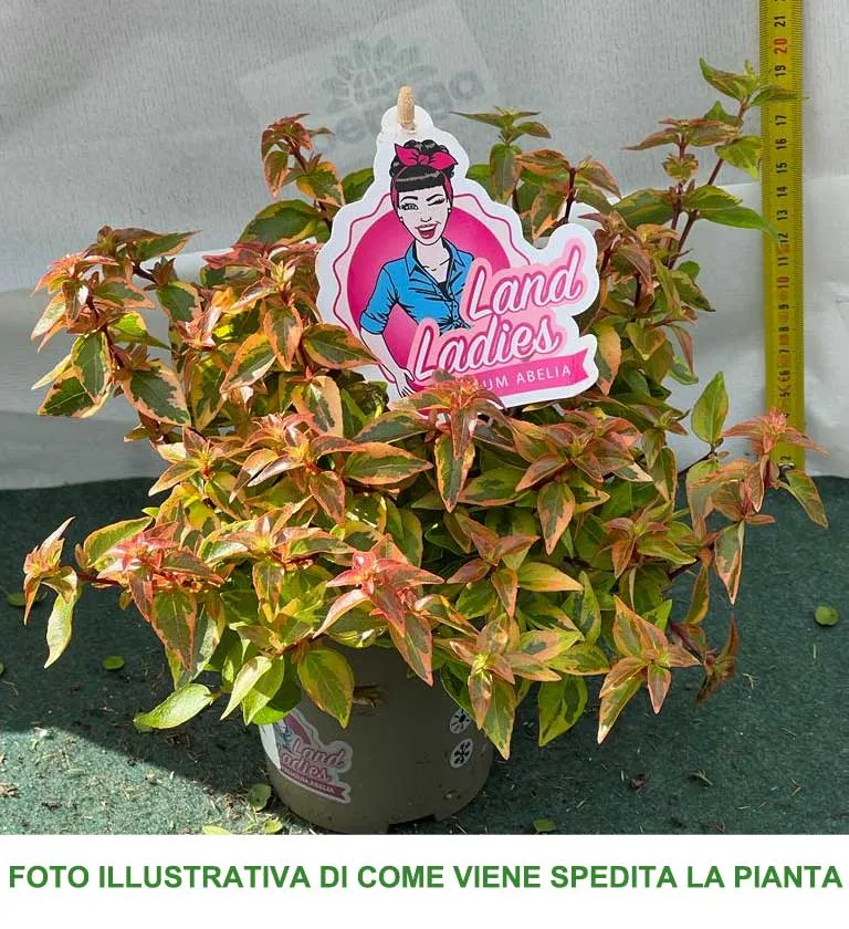 ABELIA GRANDIFLORA KALEIDOSCOPE VASO 11CM