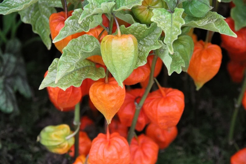 PHYSALIS ALKEKENGI CHINESE LANTERN VASO 23CM